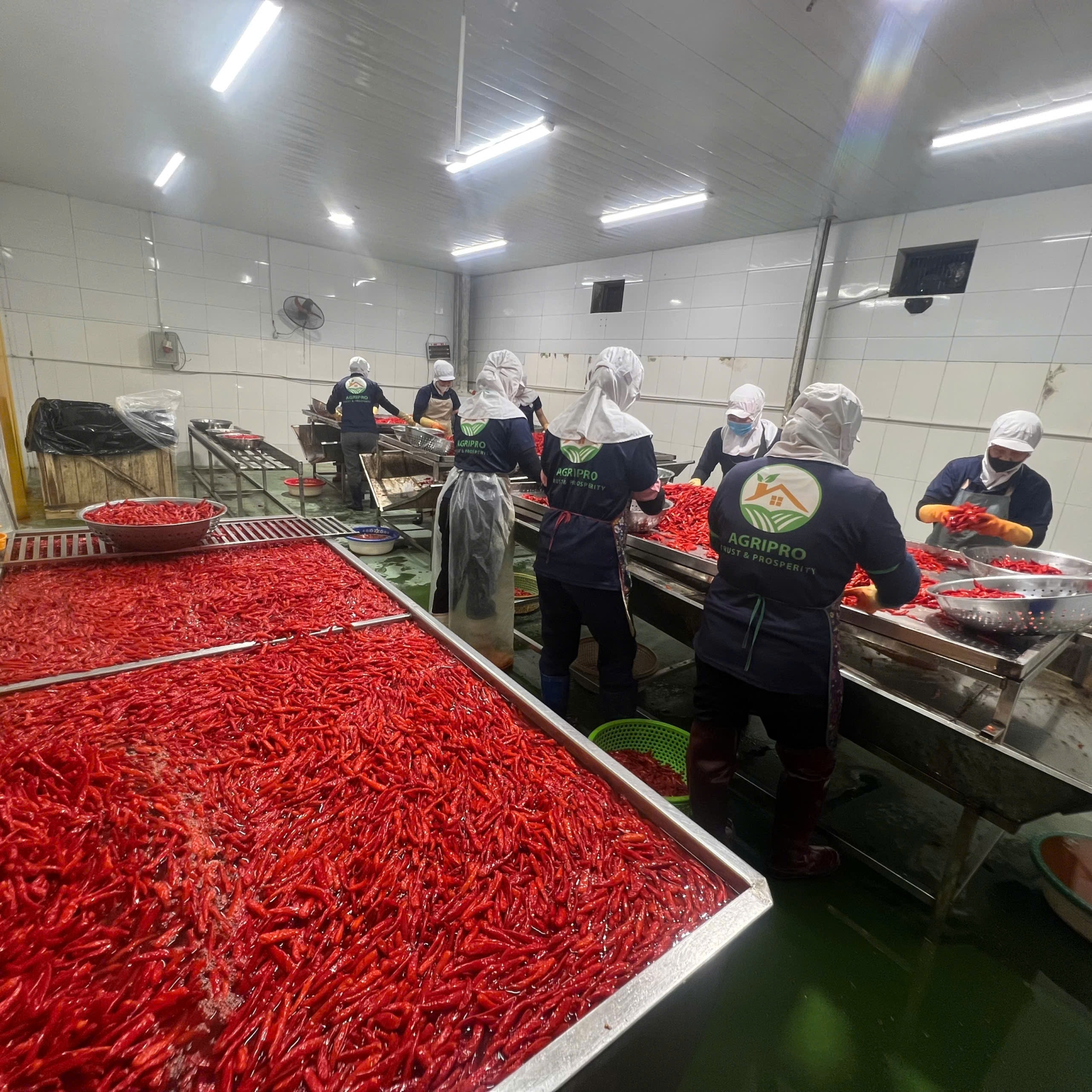 BIG SALTED RED CHILI