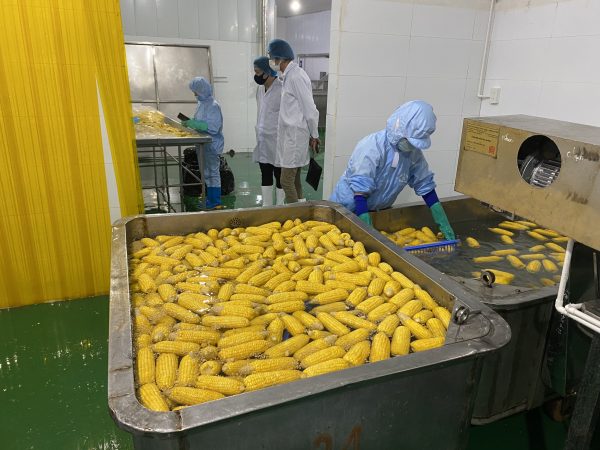 Vietnam IQF whole Sweet Corn