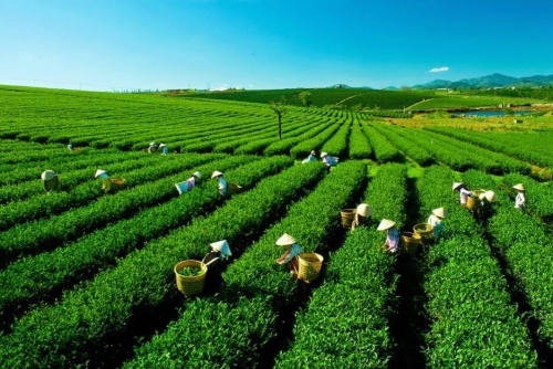Vietnam ranks 7th worldwide in tea production Vietnam is now ranked 7th and 5th worldwide in terms of tea production and exports, respectively.