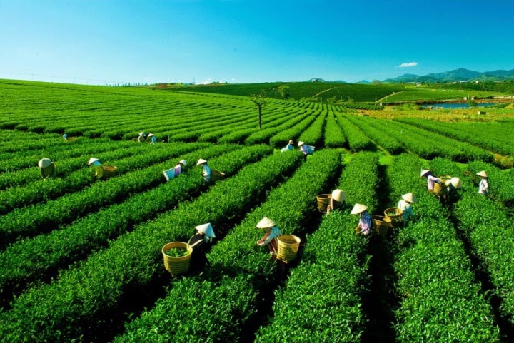 Vietnam ranks 7th worldwide in tea production Vietnam is now ranked 7th and 5th worldwide in terms of tea production and exports, respectively.