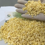 Frozen IQF Peel Split Mung Bean