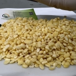 Frozen IQF Peel Split Mung Bean